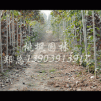 大量供應(yīng)全紅楊、華龍楊扦插段，質(zhì)量保證、！