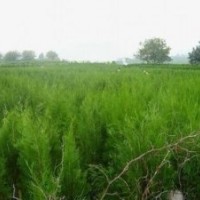 供應(yīng)20-40-60-80-100側(cè)柏苗營養(yǎng)杯