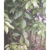 供應(yīng)油樟樹苗