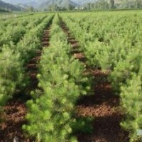 【白皮松、油松、華山松 】營(yíng)養(yǎng)杯小苗