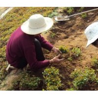 甜茶小水苗 甜茶小苗 海棠小苗 蒙山海棠苗 全國(guó)