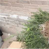四面山曼地亞紅豆杉