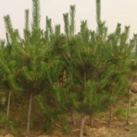 供應40-100厘米黑松苗