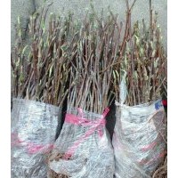 桂花苗、香樟苗、桃子苗、等各種綠化苗木及種子