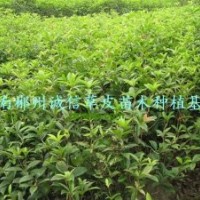 綠化苗木 工程苗 八月桂花樹苗 批發(fā)八月桂花樹苗
