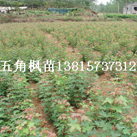北方彩葉樹(shù)種小苗 五角楓芽苗 五角楓幼苗 專業(yè)批發(fā)