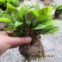 白玉蘭芽苗1000株包運(yùn)費(fèi)全國(guó)保鮮包成活發(fā)苗