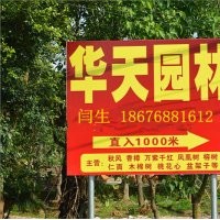 華天園林供應(yīng)各種工程綠化樹(shù)鳳凰樹(shù), 榕樹(shù),香樟樹(shù)