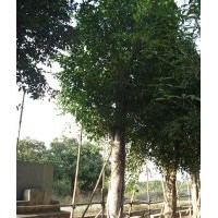 福建小葉榕