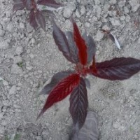 紅葉櫻花苗
