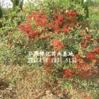 供應(yīng)火棘苗，火棘苗價(jià)格，火棘苗規(guī)格齊全