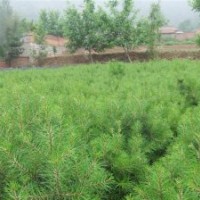 兩年生小苗白皮松,華山松,國(guó)槐