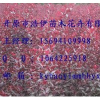 金葉復(fù)葉槭，紫葉稠李。密枝紅葉李，王族海棠，五角楓等喬灌木