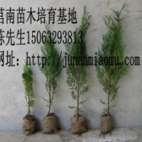 供應(yīng)側(cè)柏苗木