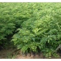 海南黃花梨，海南黃花梨小苗，海南黃花價(jià)格，黃花梨