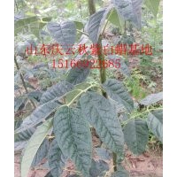 什么是紫色秋天白蠟？紅葉白蠟{紫色秋天]樣子
