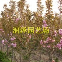 櫻花價格、櫻花基地、櫻花大樹、綠化樹