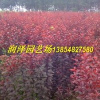 山東紅葉李苗，山東紅葉李苗價格，2013年綠化苗價格