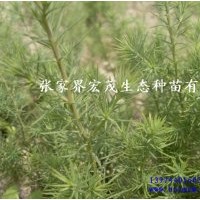 季節(jié)供應(yīng)柏木苗
