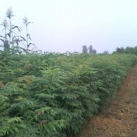 南陽(yáng)北欒樹(shù)苗 白蠟樹(shù)苗 北京欒樹(shù)苗