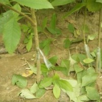 大量供應(yīng)：白蠟悶子，國槐悶子，白蠟實生苗，國槐實生苗