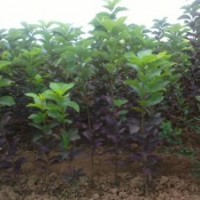 優(yōu)質(zhì)加拿大紅櫻，紅葉李，金葉復葉槭，紫葉矮櫻