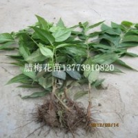 素心臘梅苗全國(guó)包運(yùn)費(fèi)冬季觀花苗木批發(fā)
