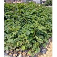 黃花風鈴木樹苗，黃花風鈴木苗，黃花風鈴木小苗