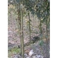 香樟苗、天竺桂苗