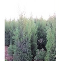 供應(yīng)竹柳 蜀儈、櫻花