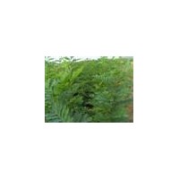 我基地國(guó)槐苗 花椒苗 刺槐苗 皂角苗 紫穗槐大量出售