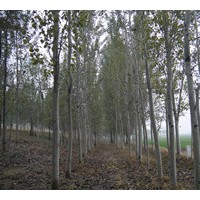 千頭椿、國(guó)槐、刺槐、香花槐、榆樹(shù)、合歡