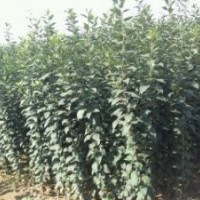 供應(yīng)各種綠化苗木太陽李,國槐,海棠