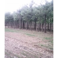 山東7公分國(guó)槐價(jià)格多少錢、7公分國(guó)槐現(xiàn)在什么價(jià)格