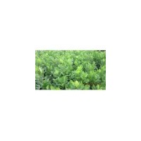 最新白蠟苗價(jià)格 山西白蠟苗價(jià)格