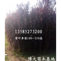 現(xiàn)貨供應(yīng)紫葉李苗150以上高、紫葉李2--8公分規(guī)格齊全