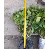 貴州鴿子樹(shù)