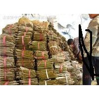 大量出售速生法桐小苗 速生白蠟小苗 速生國(guó)槐小苗