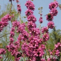 最美觀花樹種巨紫荊樹苗巨紫荊小苗珍貴速生鄉(xiāng)土樹種巨紫荊苗