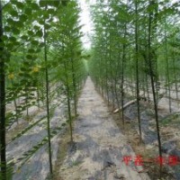 大量供應(yīng)國槐一年苗子