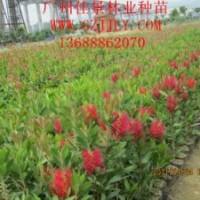 美花紅千層批發(fā)商供應(yīng)優(yōu)質(zhì)美花紅千層營(yíng)養(yǎng)苗、種子量大從優(yōu)
