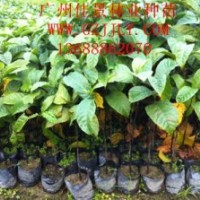 桂木營養(yǎng)苗桂木種子供應(yīng)桂木價格優(yōu)惠