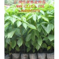 秋楓種苗供應(yīng)商常年供應(yīng)優(yōu)質(zhì)秋楓營養(yǎng)苗秋楓種子秋楓小袋苗