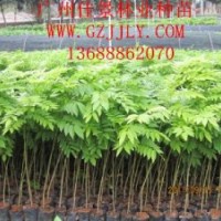 黃花梨種苗黃花梨營(yíng)養(yǎng)苗黃花梨種子大量供應(yīng)量大從優(yōu)