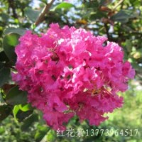 陽(yáng)光花卉基地直銷1米高紫薇苗紅花紫薇樹庭院別墅苗
