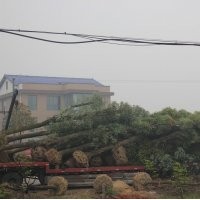 專供五角楓，蘋果樹，國槐苗等