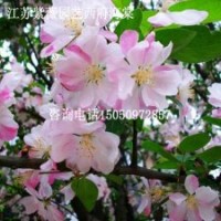工程美麗風(fēng)景樹(shù)苗西府海棠粉色系海棠花苗1.5米高大量批發(fā)