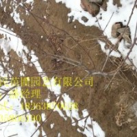 供應(yīng)山東紅葉碧桃 0.6-3公分