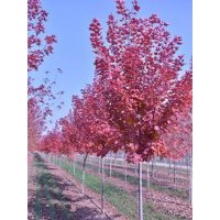 優(yōu)質(zhì)山東美國紅楓，山東美國紅楓小苗，山東美國紅楓苗木。