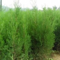 花灌木類：沙地柏、四季玫瑰、繡線菊、紅王子錦帶、四季錦帶、紅